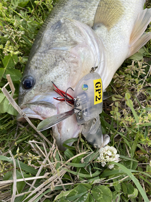 4/8野池散歩。NZクローラーjrで46cm 雄蛇ヶ池 蛇の道は蛇 バス釣りブログ