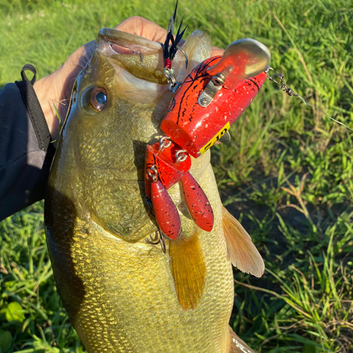 7/17野池散歩。チビクロークローラーで1本 雄蛇ヶ池 蛇の道は蛇 バス釣りブログ